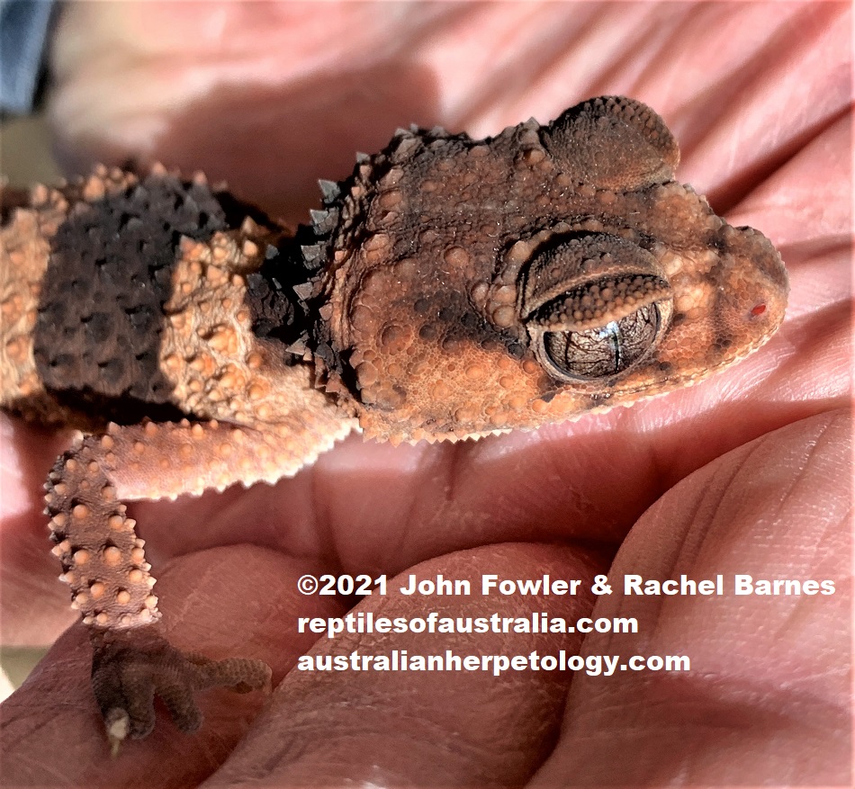 This Pilbara Banded Knob-tailed Gecko (Nephrurus cinctus) belongs to Animals Anonymous, South Australia