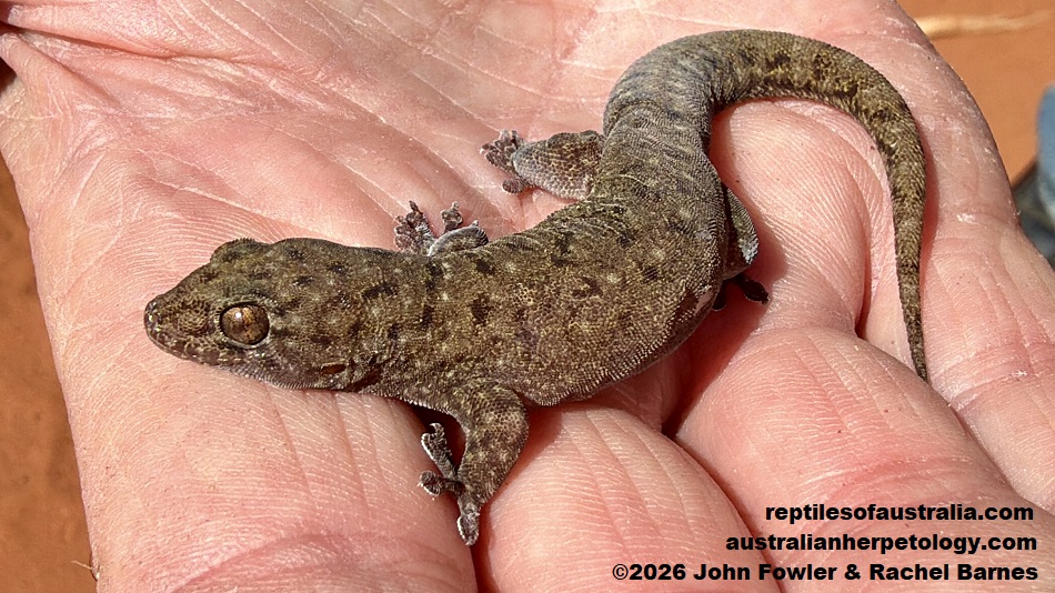 Robust Termitaria Gecko (Dtella) (Gehyra kimberleyi) photographed in Broome,WA