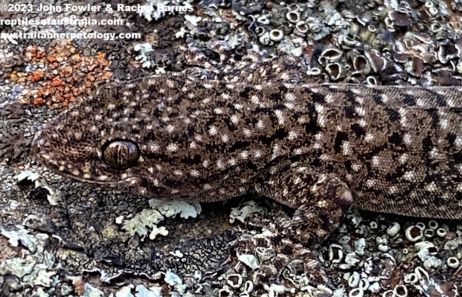 Southern Rock Dtella (Gehyra lazelli), with a regrown tail, photographed at Rockleigh, SA