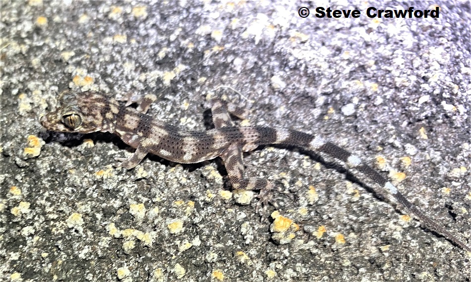 This specimen of Black Mountain Gecko (Nactus galgajuga) photographed don Black Mountain, Cape York, Qld