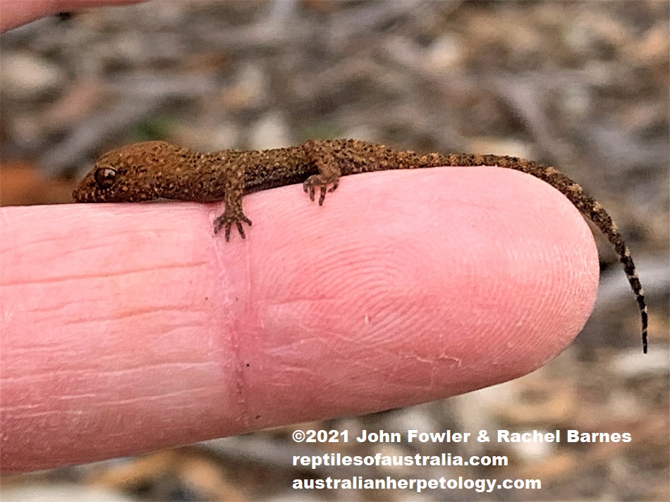 Hatchling Bynoe's Gecko (Heteronotia binoei) photographed at Monash in the Riverland, South Australia