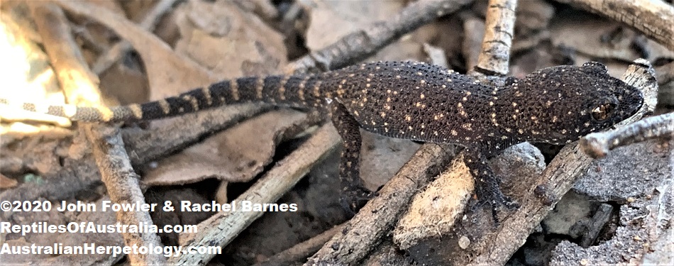 juvenile Bynoe's Gecko (Heteronotia binoei)