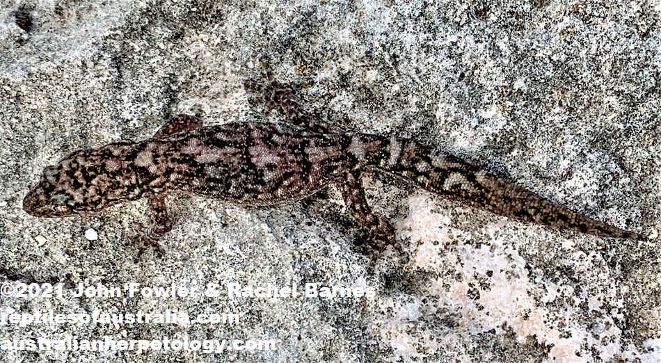 Adult Marbled Gecko (Christinus marmoratus) with a partially regrown tail photographed at Innes National Park, York Peninsula, South Australia