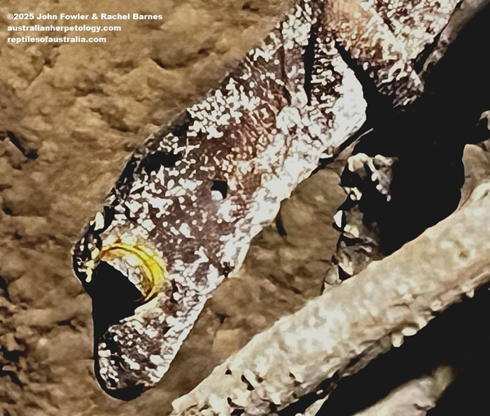 Northern Spiny-tailed Gecko (Strophurus ciliaris) photographed at Crocosaurus Cove, Darwin