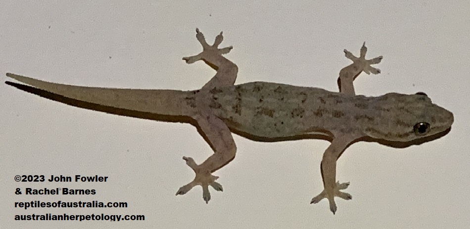 This Asian House Geckos (Hemidactylus frenatus) with a fully regrown tail was photographed at Kallangur, near Brisbane, Qld