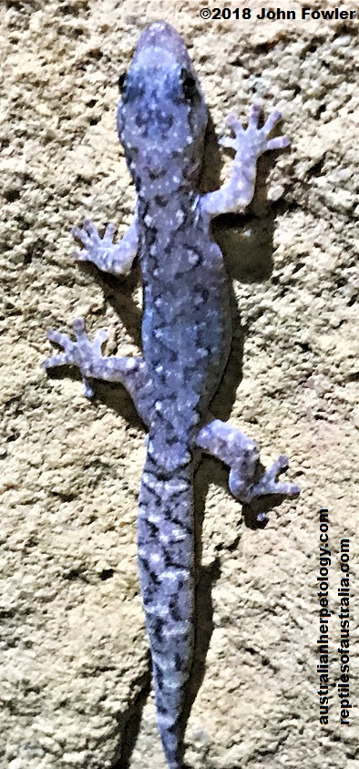 Lesueur's Velvet Gecko Amalosia lesueurii 