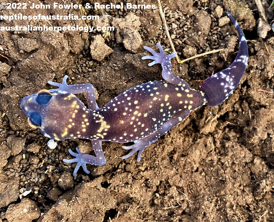 This subadult Barking Gecko (Underwoodisaurus milii) above was photographed at Port Lincoln, South Australia 