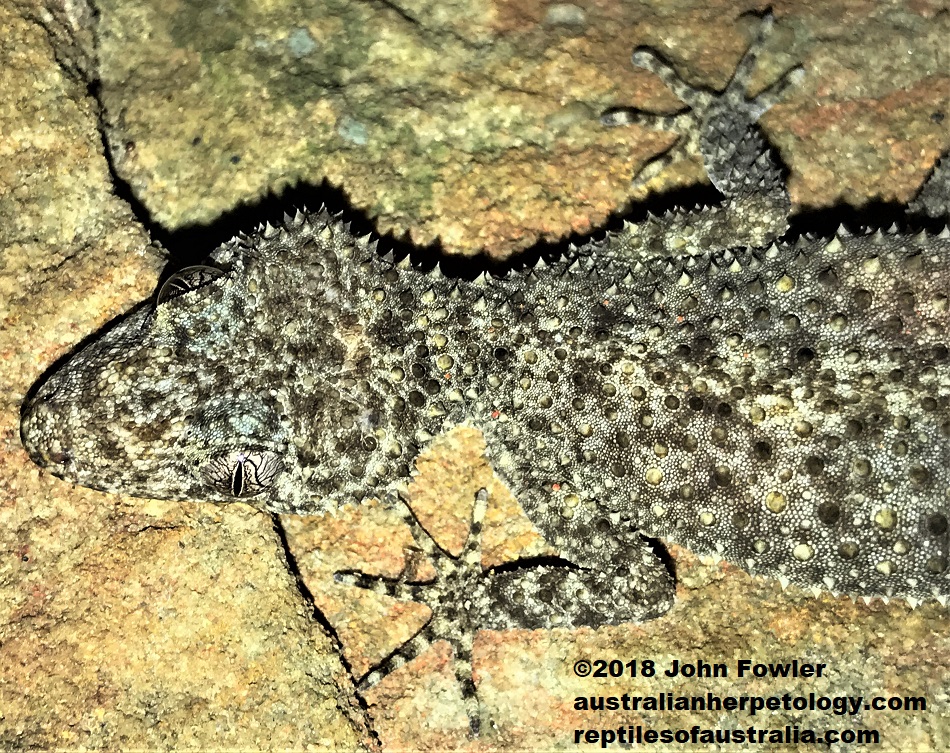 Broad-tailed Gecko