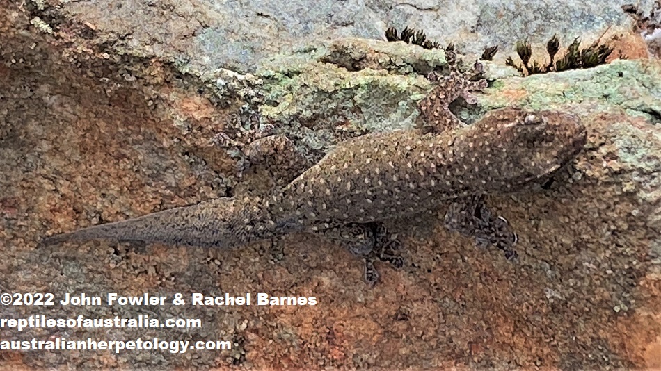 Subadult Southern Rock Dtella (Gehyra lazelli), with a regrown tail, photographed at Mt. Barker, SA