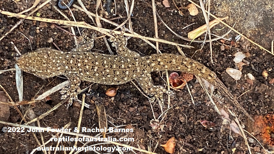 Adult Southern Rock Dtella (Gehyra lazelli), with a regrown tail, photographed at Mt. Barker, SA