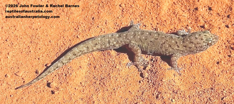 Robust Termitaria Gecko (Dtella) (Gehyra kimberleyi) with an original tail