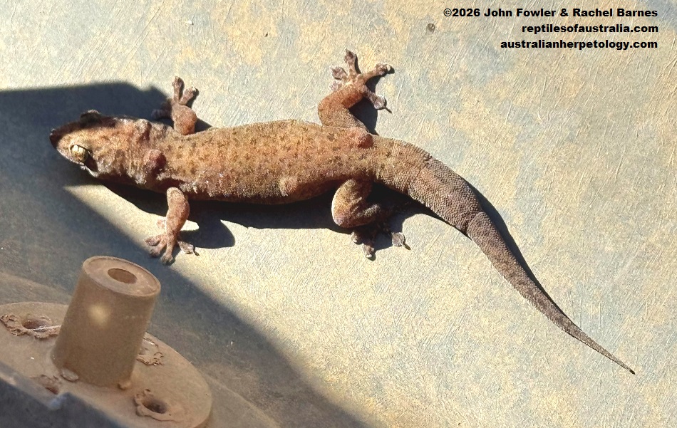 Robust Termitaria Gecko (Dtella) (Gehyra kimberleyi) photographed in Broome,WA