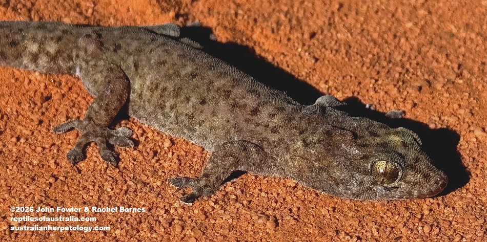 Robust Termitaria Gecko (Dtella) (Gehyra kimberleyi) photographed in Broome,WA