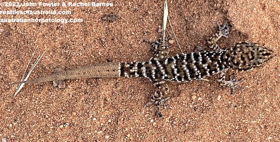 A particularly nicely patterned Bynoe's Gecko (Heteronotia binoei) with a regrown tail photographed at Waikerie, South Australia