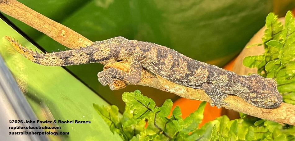 Northern Spiny-tailed Gecko (Strophurus ciliaris) photographed at Wilbur's Wildlife, South Australia