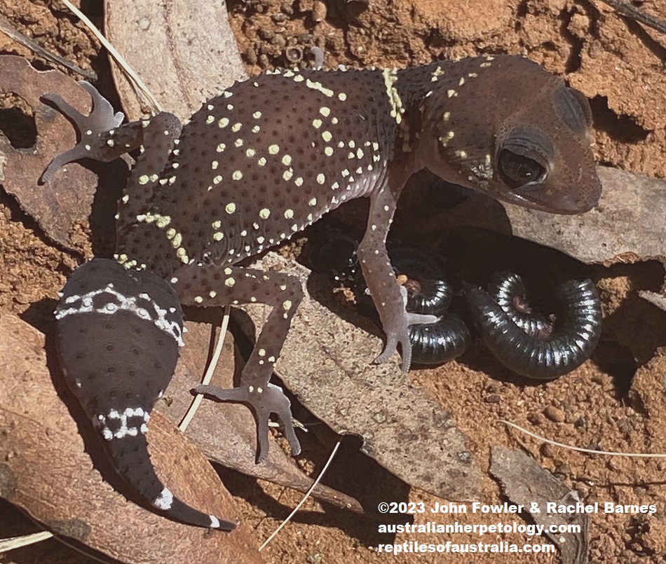 This juvenile Barking Gecko (Underwoodisaurus milii) above was photographed at Monarto, South Australia