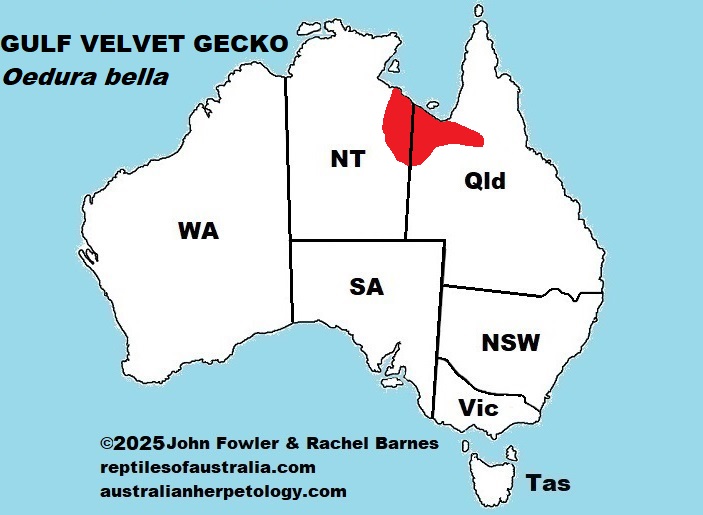 Approximate distribution of the Gulf Marbled Velvet Gecko (Oedura bella)