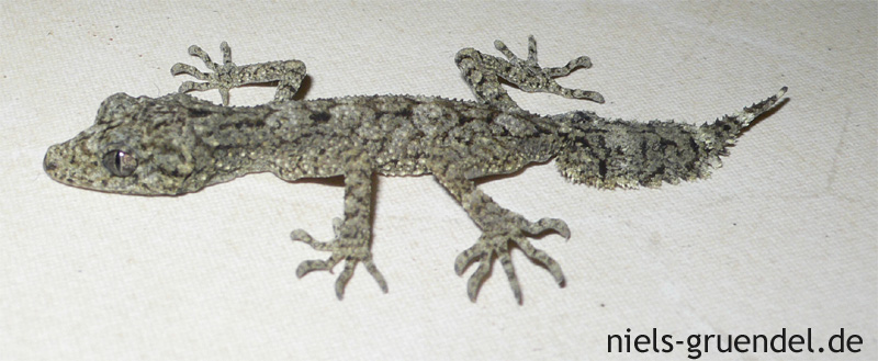 SOUTHERN LEAF-TAILED GECKO Saltuarius moritzi from Coffs Harbour NSW 