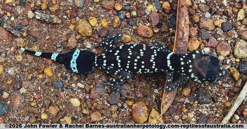 This dark baby Barking Gecko (Underwoodisaurus milii) was found near Perth in Western Australia