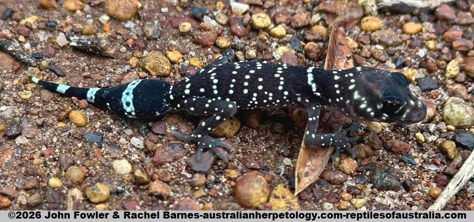This dark baby Barking Gecko (Underwoodisaurus milii) was found near Perth in Western Australia