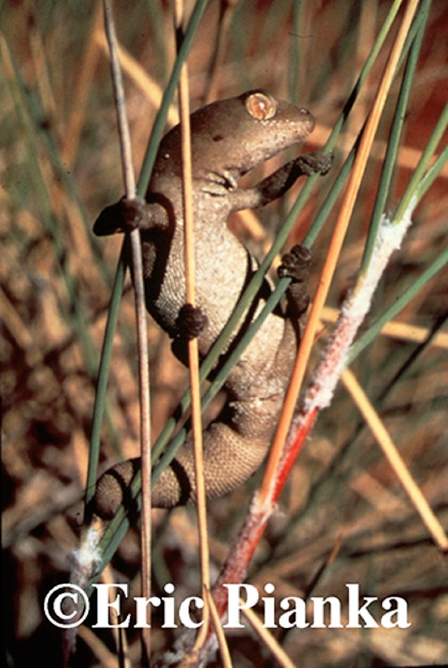 Jewelled Gecko Strophurus elderi 