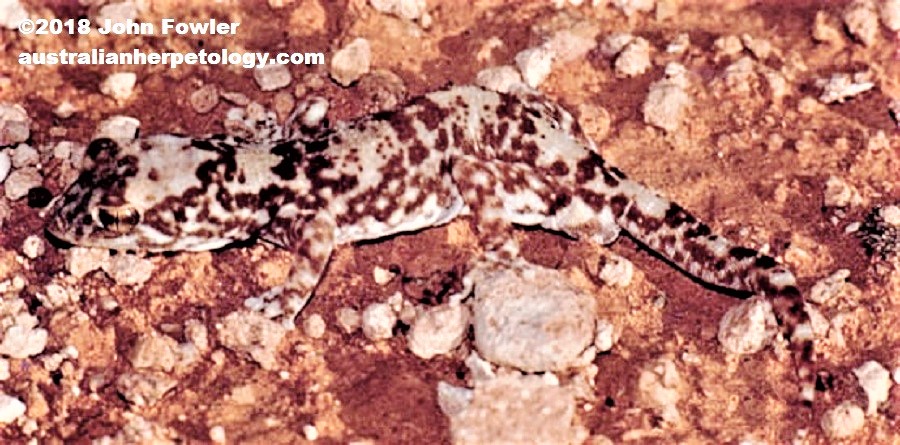 Byrne's Gecko (Lucasium byrnei)