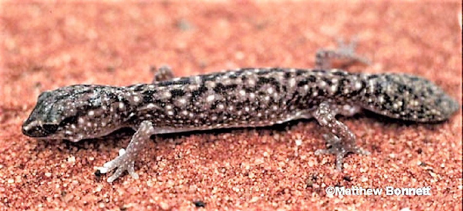 The above specimen of the Variable fat-tailed gecko (Diplodactylus conspicillatus) is from Roxby Downs, SA