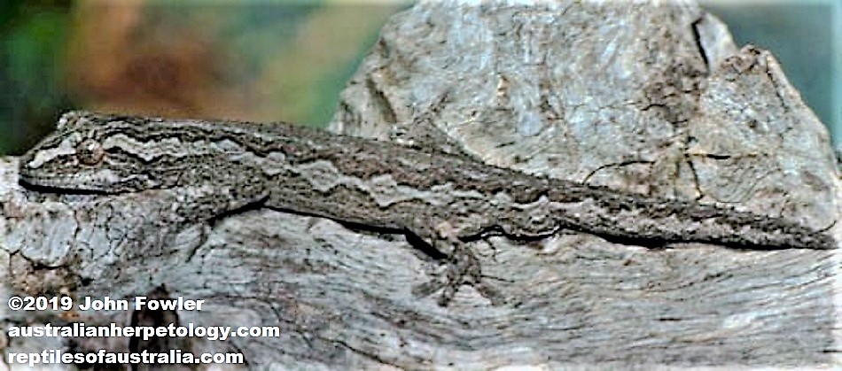 Southen Spiny-tailed Gecko Strophurus intermedius