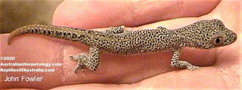 dtaenicauda.jpg - juvenile specimen