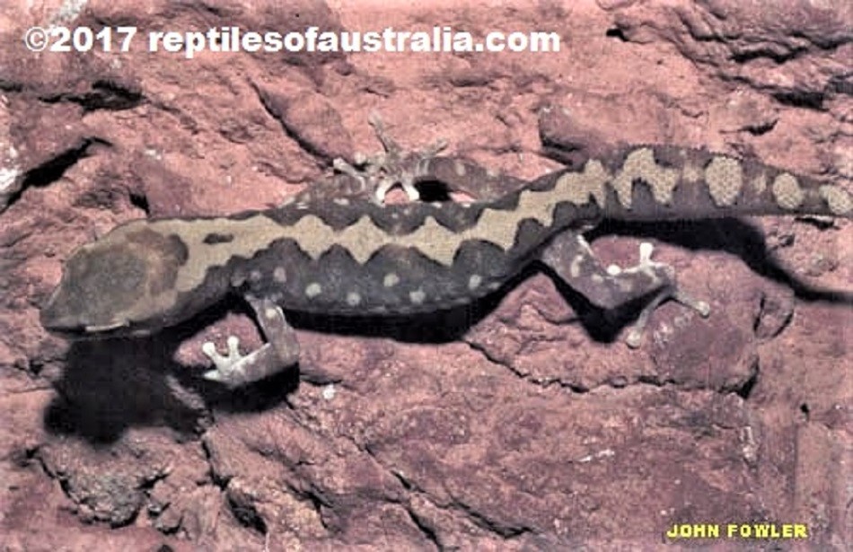 Ranges Stone Gecko Diplodactylus furcosus