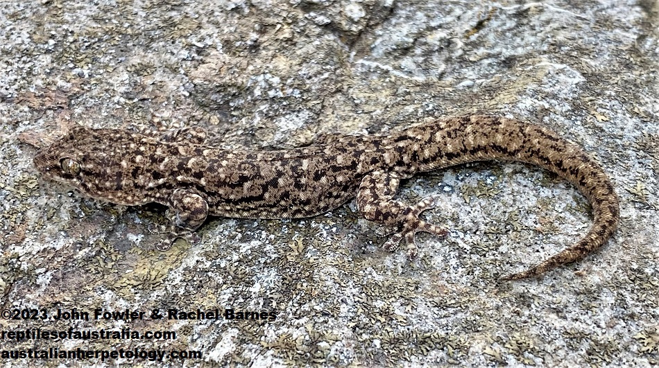 Southern Rock Dtella (Gehyra lazelli), with an original tail, photographed near Windy Point, where there is an isolated colony of this species