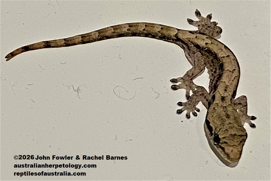 Hatchling Mourning Gecko (Lepidodactylus lugubris)