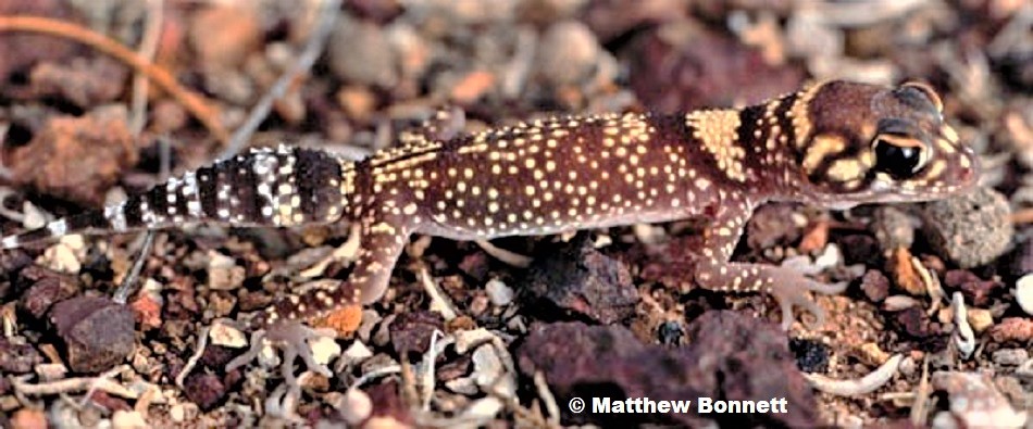 THICK TAILED or BARKING GECKO  Underwoodisaurus milii