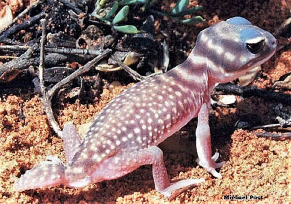 Southern Knob-tailed Gecko (Nephrurus stellatus)