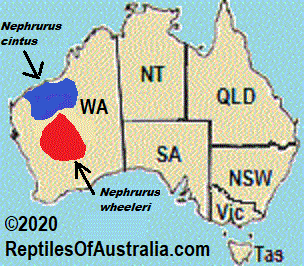 Approximate distribution of the Pilbara Banded Knob-tailed Gecko Nephrurus cinctus and the Southern Banded Knob-tailed Gecko Nephrurus wheeleri