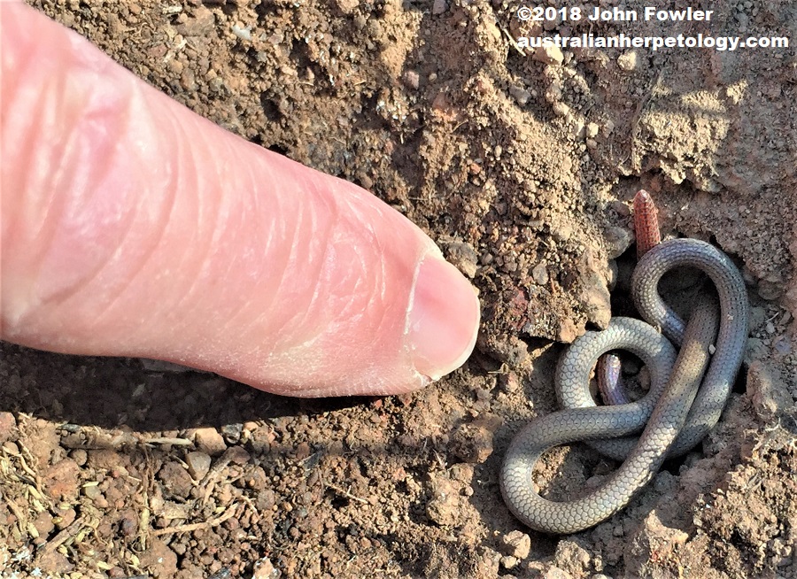 Young Pink-tailed Worm Lizard Aprasia parapulchella photographed in the Canberra region, ACT.