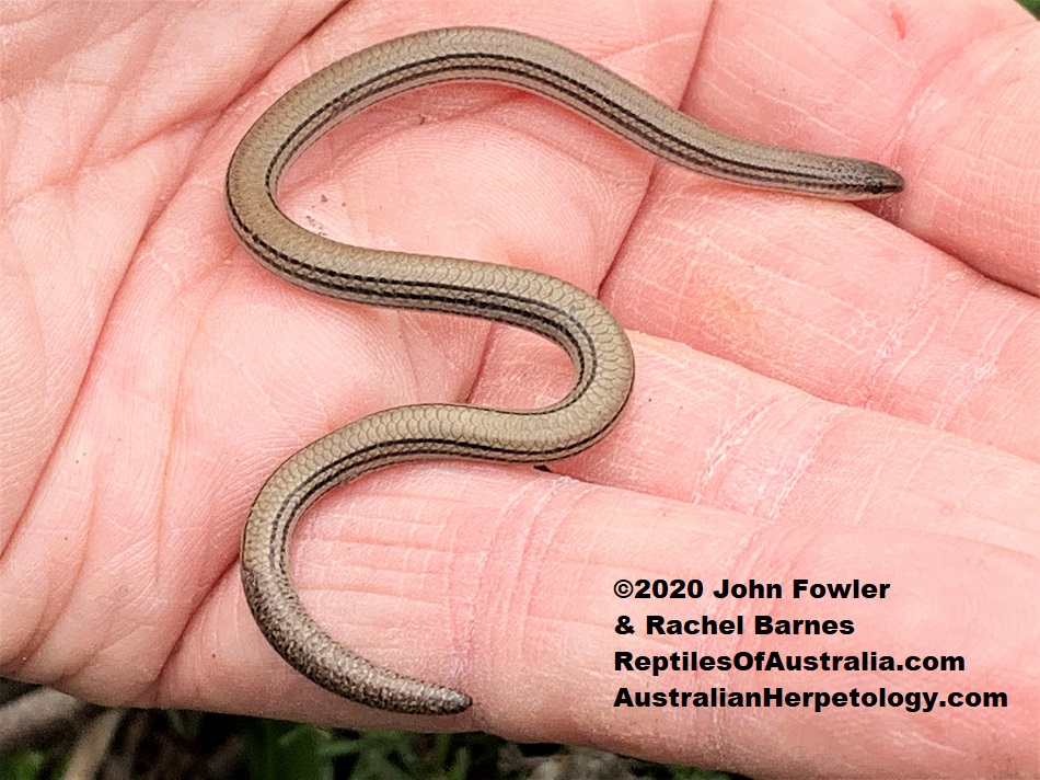 This Adult Lined Worm-lizard (Aprasia striolata) was photographed at Cherry Gardens in the Mt. Lofty Rages near Adelaide, South Australia