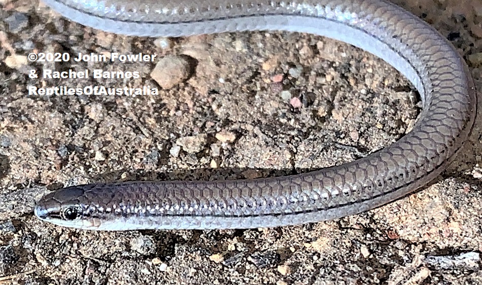 This Adult Lined Worm-lizard (Aprasia striolata) was photographed at Flagstaff Hill near Adelaide, South Australia