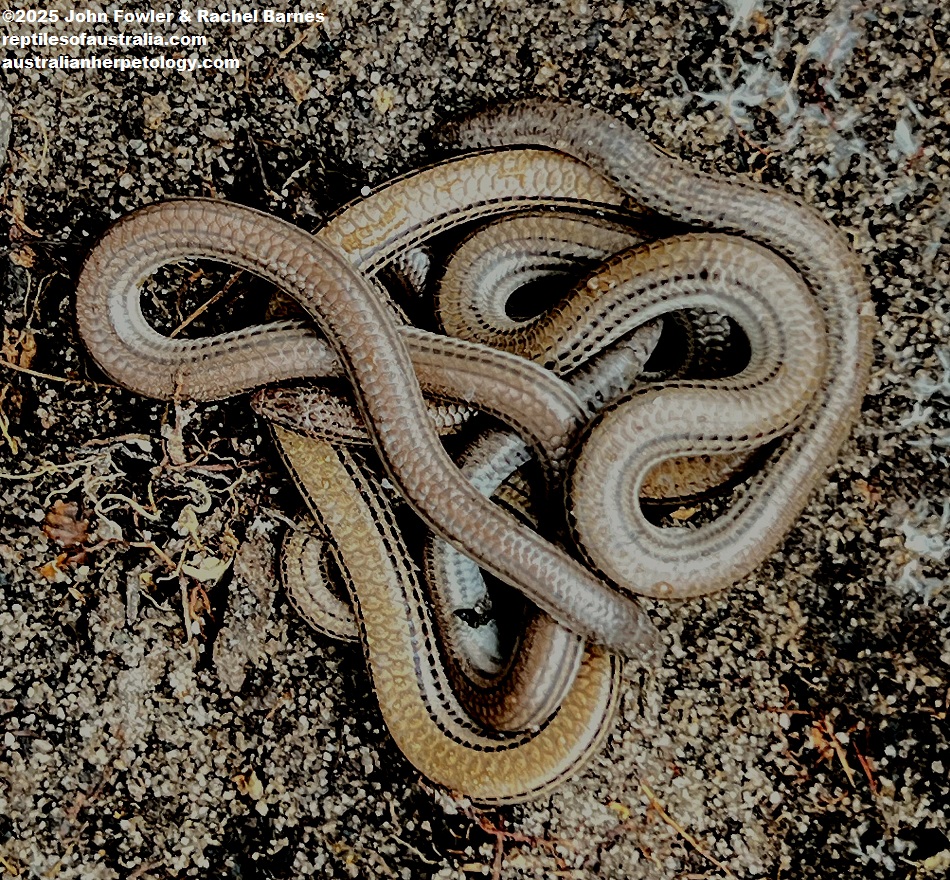 Adult Lined Worm-lizards (Aprasia striolata) found together at Cherry Gardens in the Mt. Lofty Ranges near Adelaide, South Australia