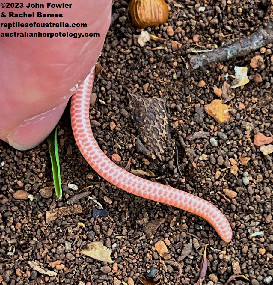 Flinders Ranges Worm-lizard (Aprasia pseudopulchella) showing colour under the tail