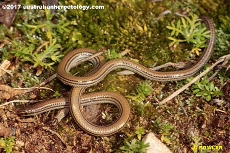 This Adult Lined Worm-lizard (Aprasia striolata) was photographed in the Mt. Lofty Ranges near Adelaide, South Australia