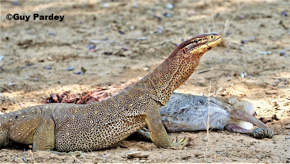 YELLOW SPOTTED MONITOR