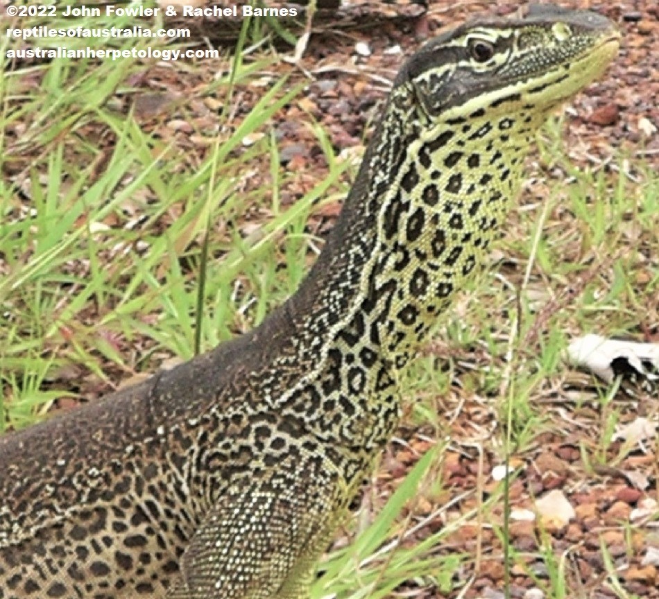 Northern Yellow Spotted Monitor (Varanus panoptes panoptes), photographed in the "Top End", NT 