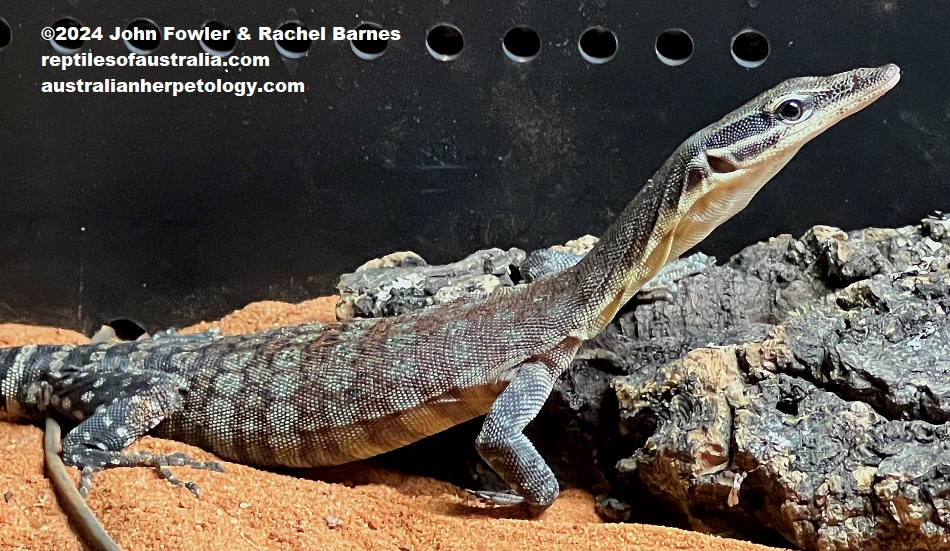 Subadult Kimberley Rock Monitor (Varanus glauerti) photographed at Reptile Creative, Edwardstown, South Australia