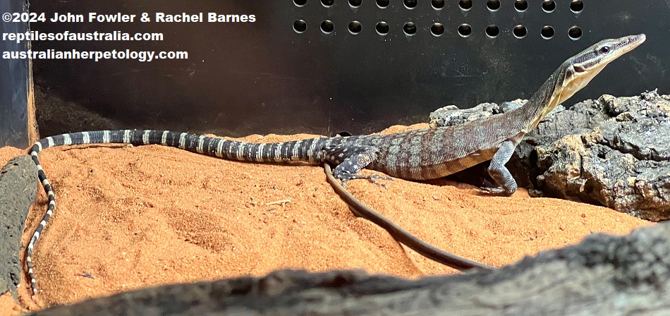 Kimberley Rock Monitor (Varanus glauerti) photographed at Reptile City, South Australia