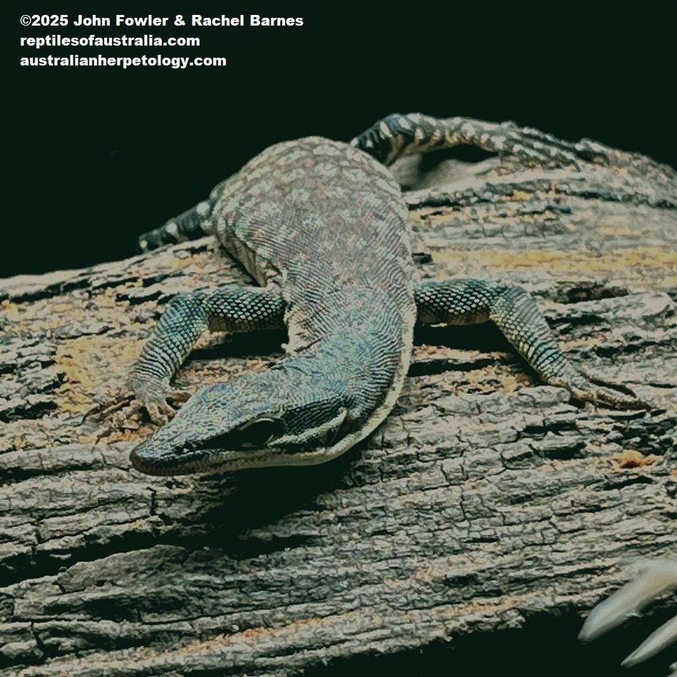 Subadult Kimberley Rock Monitor (Varanus glauerti) photographed at Reptile Creative, Edwardstown, South Australia