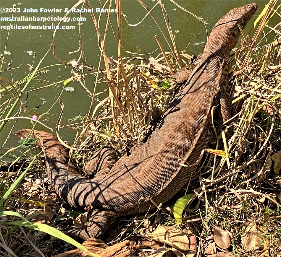 Mertens' Water Monitor (Varanus mertensi) photographed at Snakes Downunder Reptile Park & Zoo, Childers, Qld.