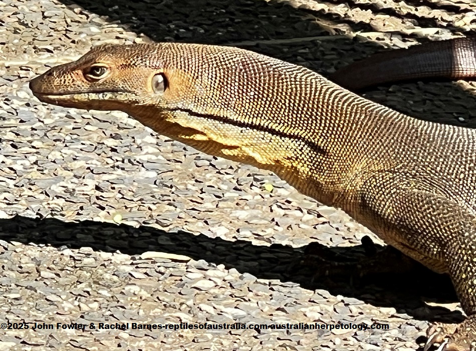 This tame Mertens' Water Monitor (Varanus mertensi) was photographed at Berry Springs Nature Park, NT