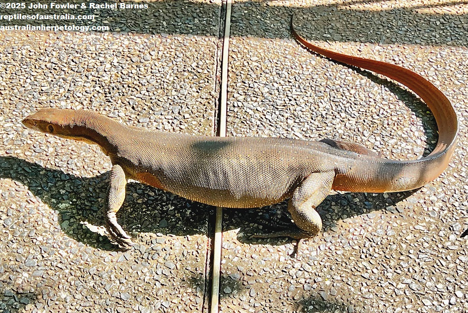 tame Mertens' Water Monitor (Varanus mertensi) was photographed at Berry Springs Nature Park, NT