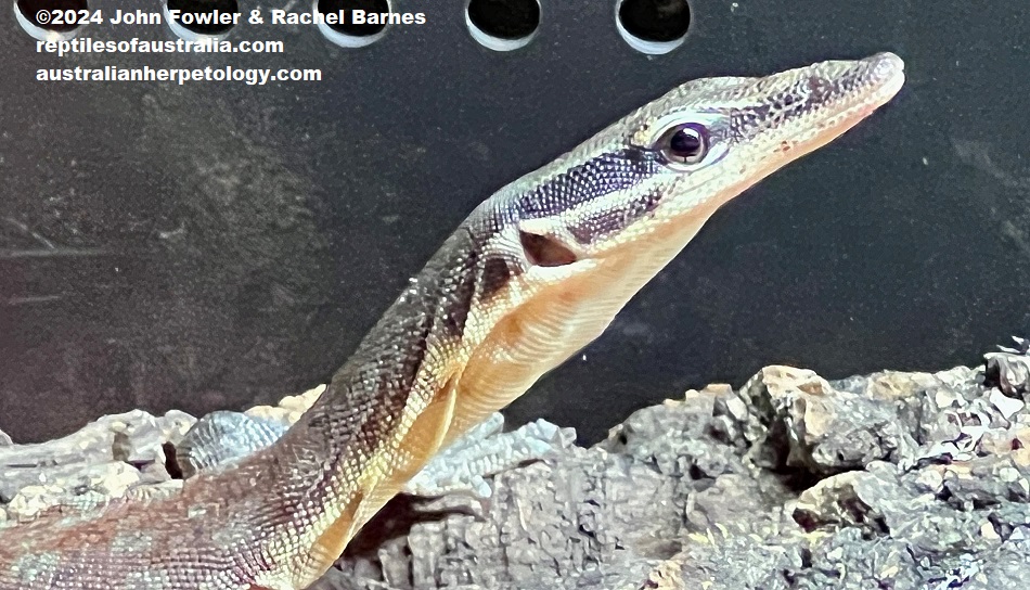 Subadult Kimberley Rock Monitor (Varanus glauerti) photographed at Reptile Creative, Edwardstown, South Australia